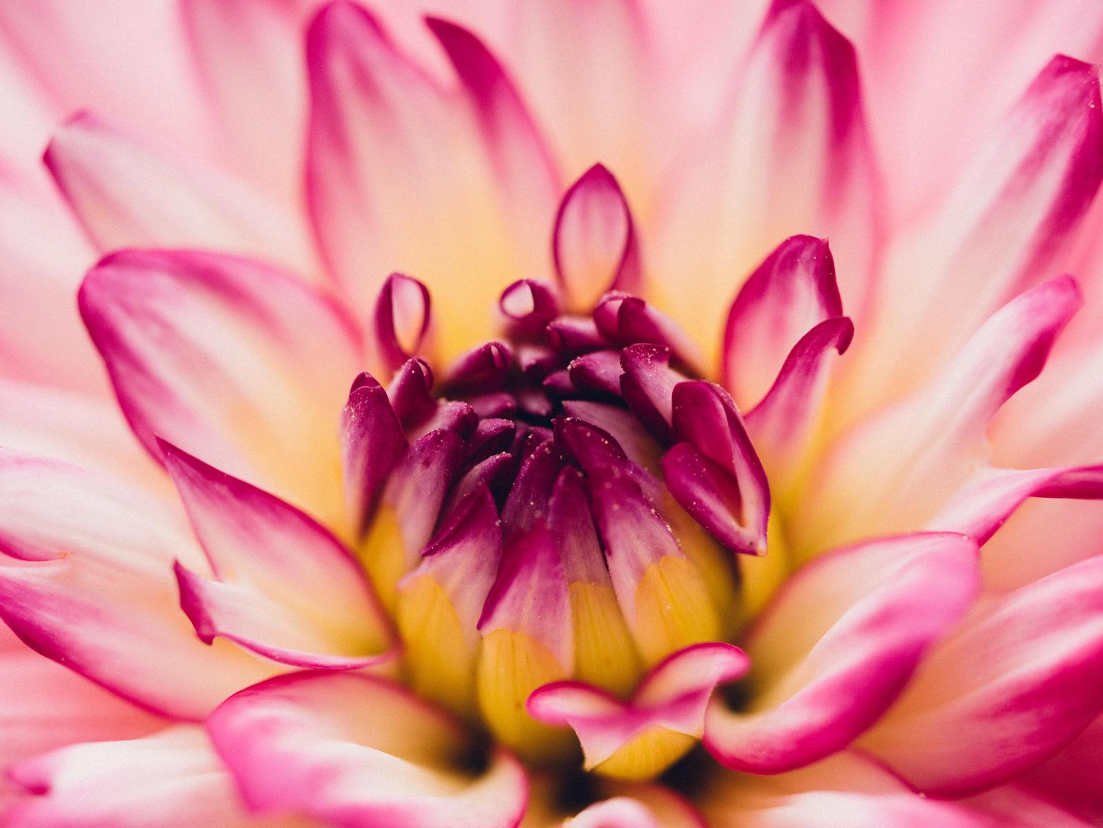 Vibrant Pink Dahlia Macro Wall Art