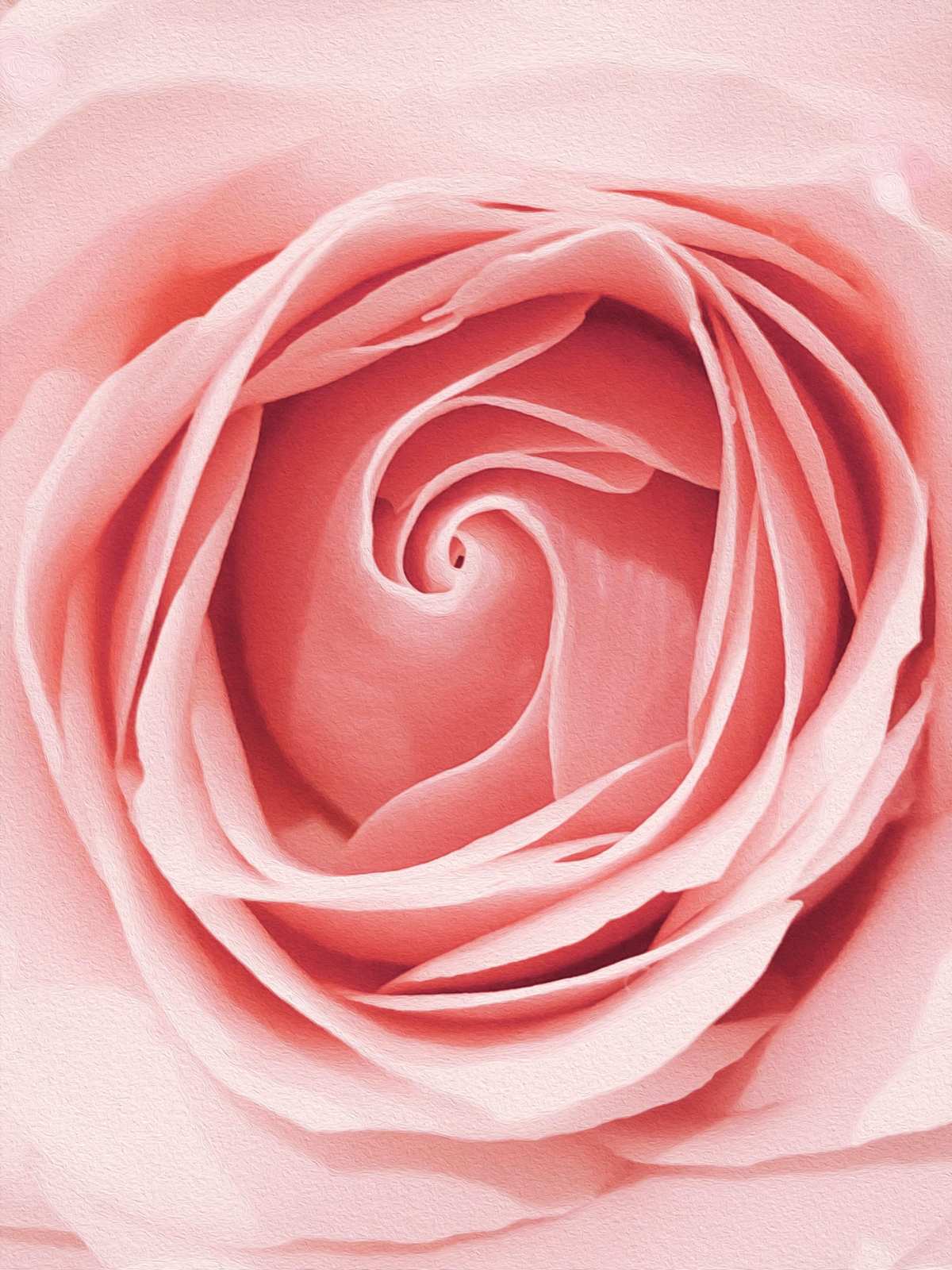 Elegant Pink Rose Macro Art Wall Art