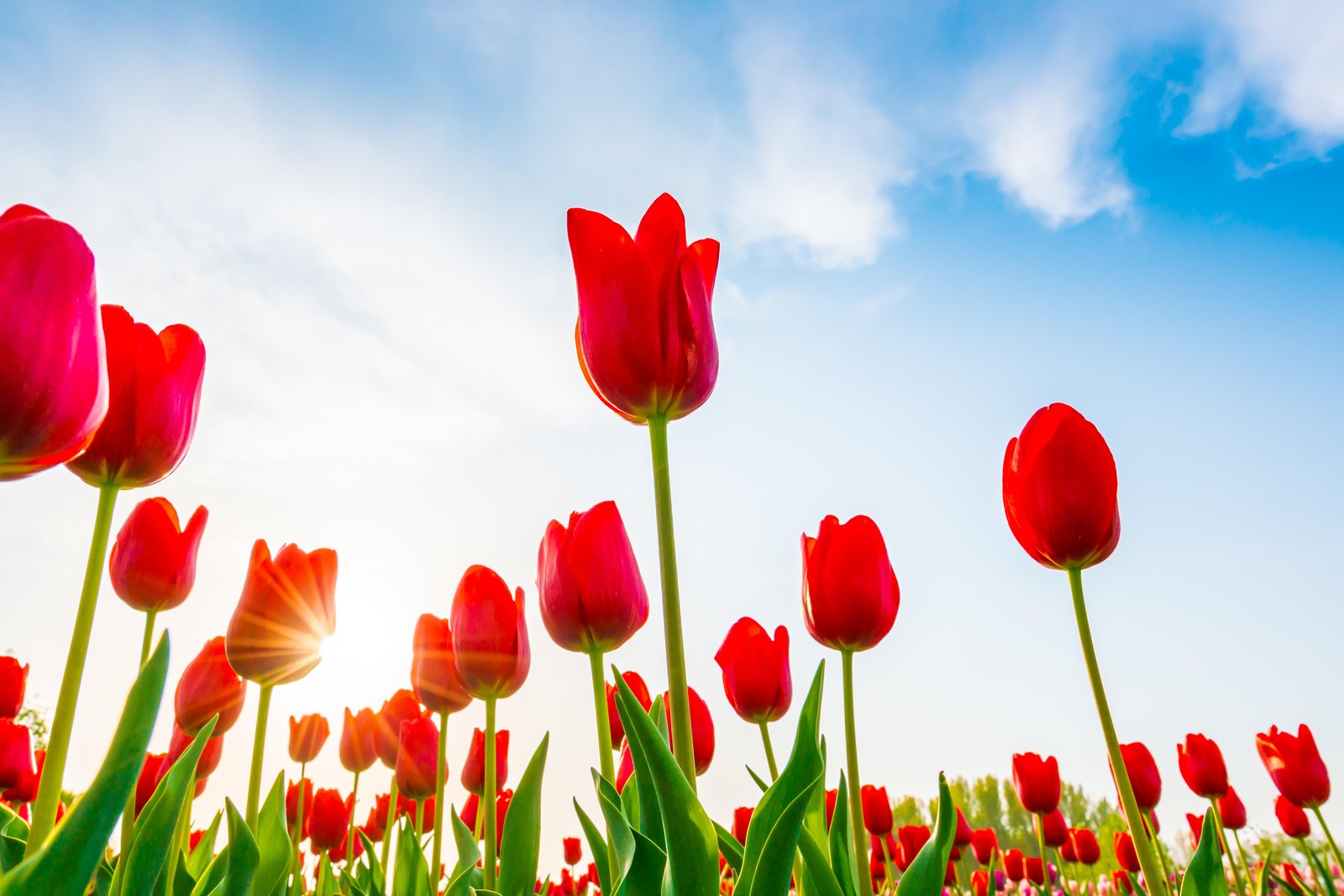 Vibrant Red Tulips Against Blue Sky Wall Art