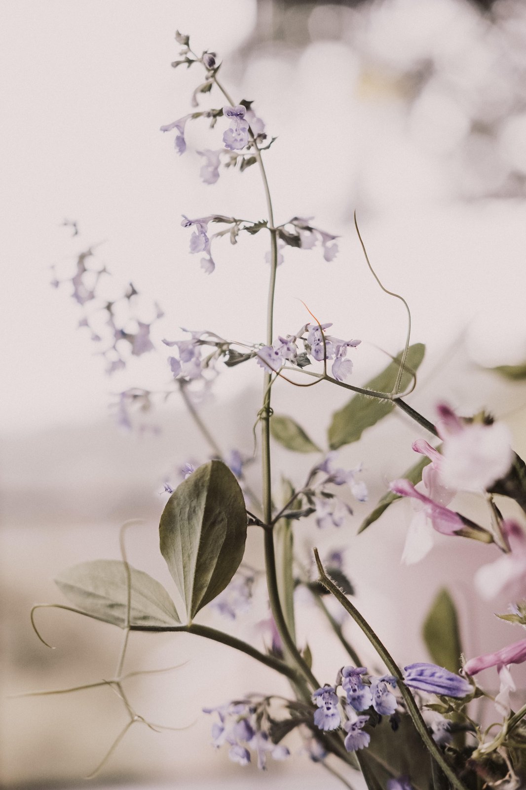 Delicate Lavender Floral Dream Wall Art