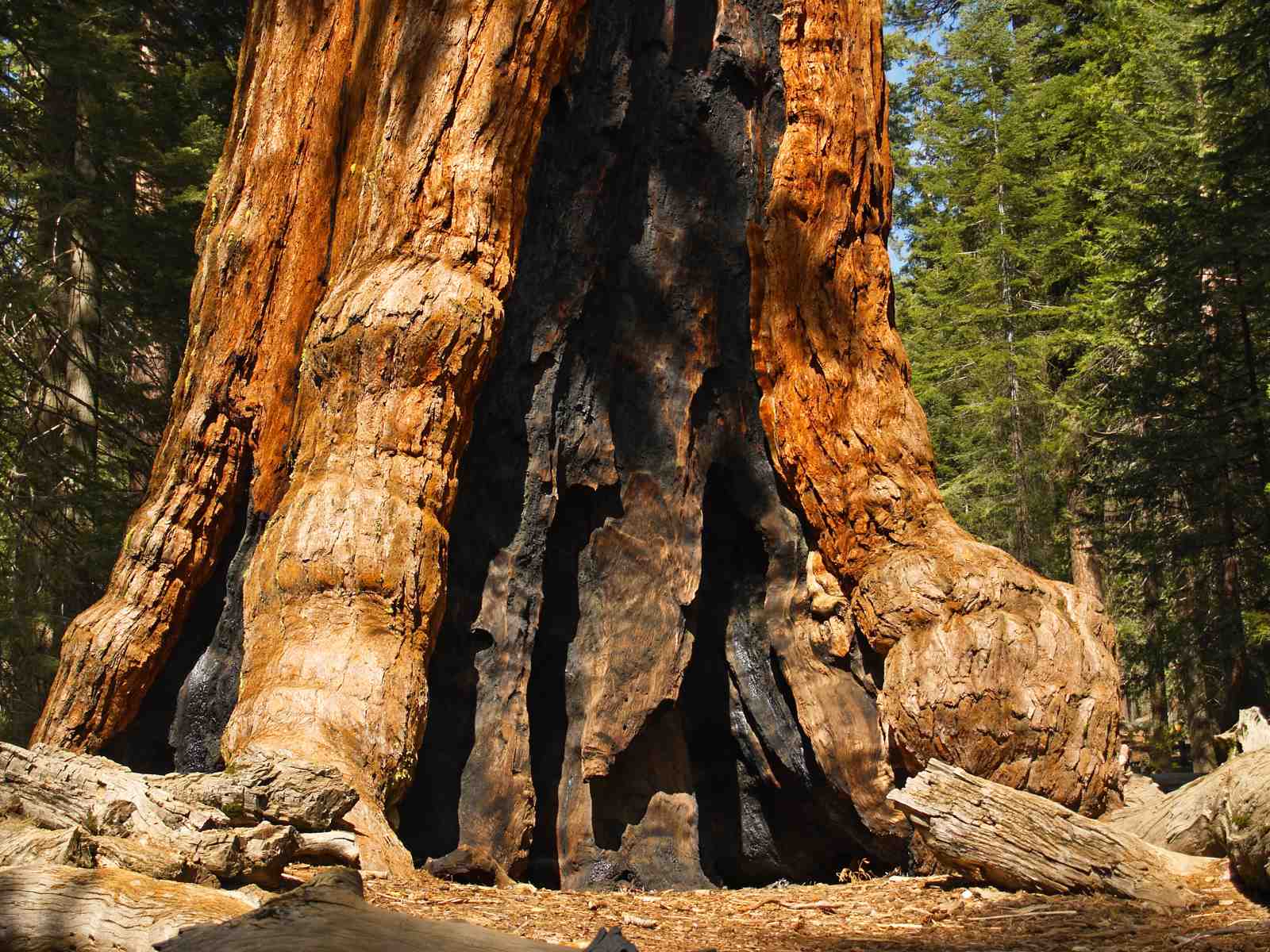 Majestic Redwood Trunk Wall Art - Nature's Resilience