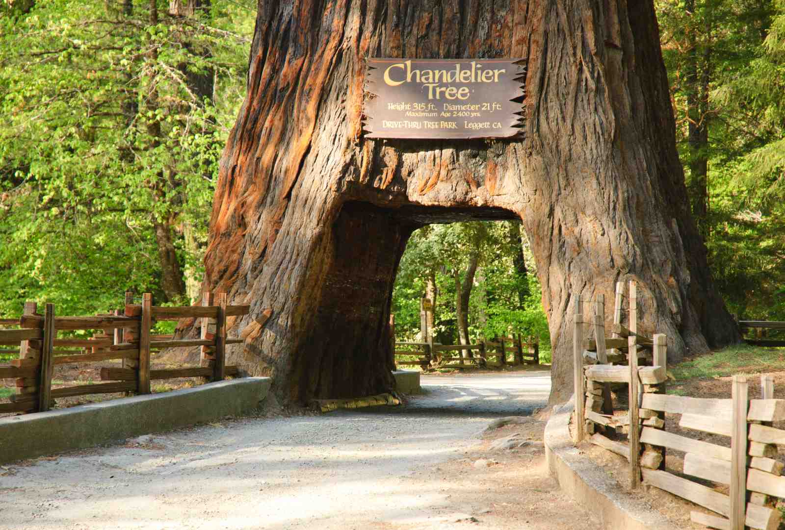Chandelier Tree Redwood Grove Wall Art