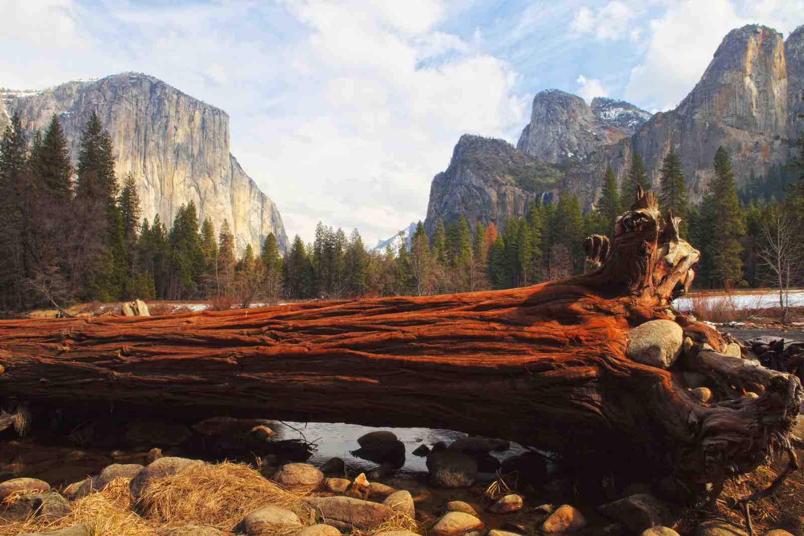 Majestic Yosemite Fallen Giant Wall Art