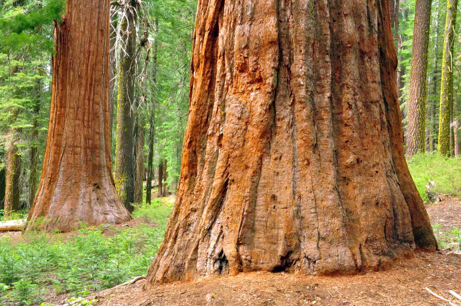 Giant Sequoia Forest Wall Art Wall Art