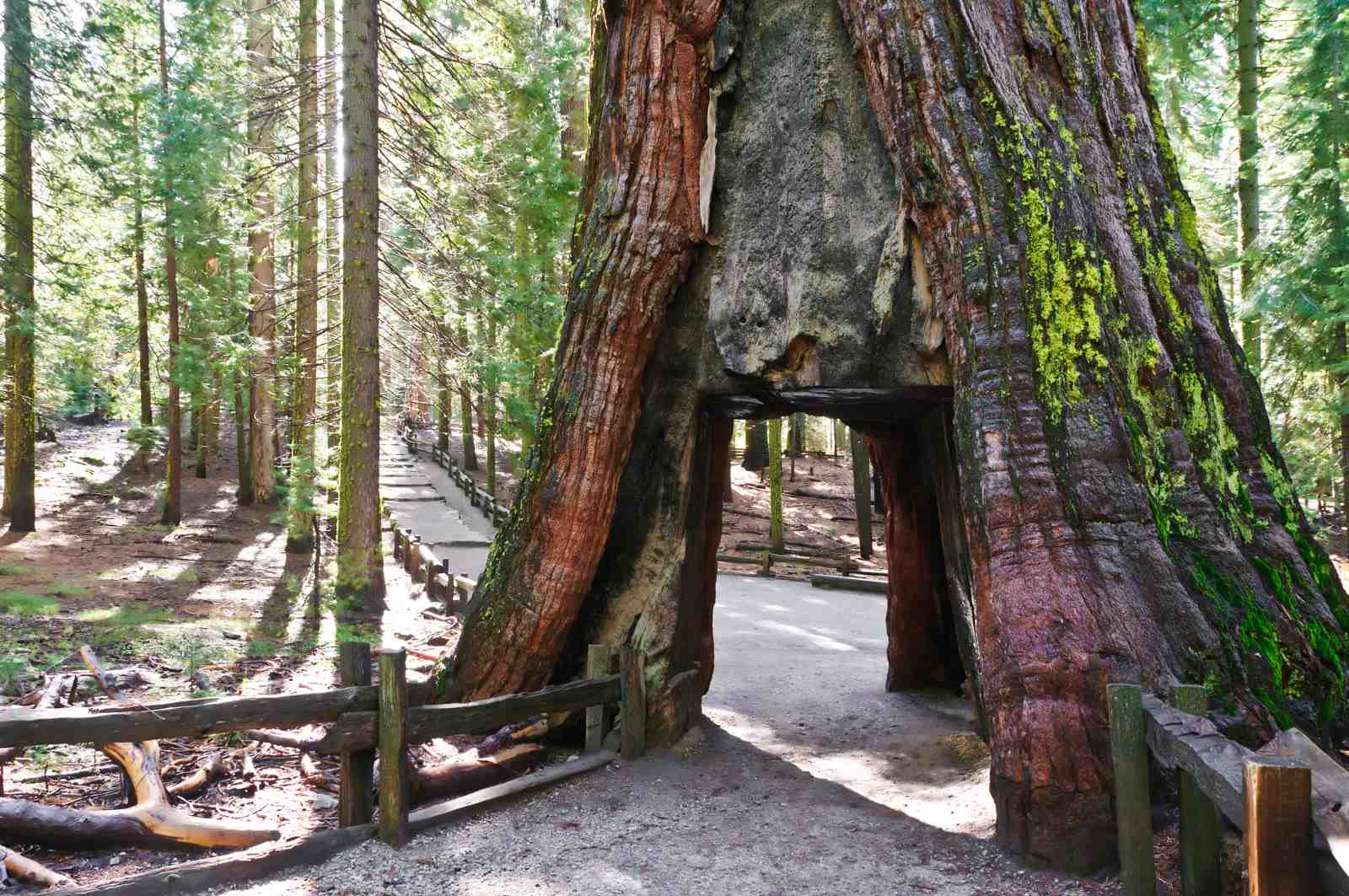 Giant Sequoia Tunnel Nature Wall Art Wall Art