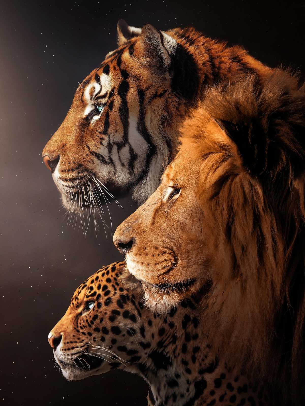 Majestic Big Cats Trio Wall Art