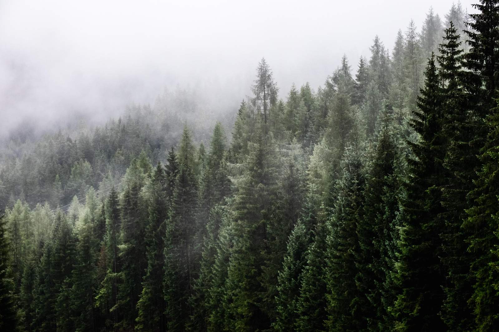 Misty Mountain Forest Landscape Wall Art