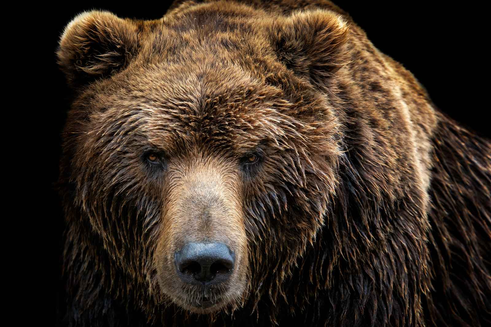 Majestic Brown Bear Portrait Wall Art