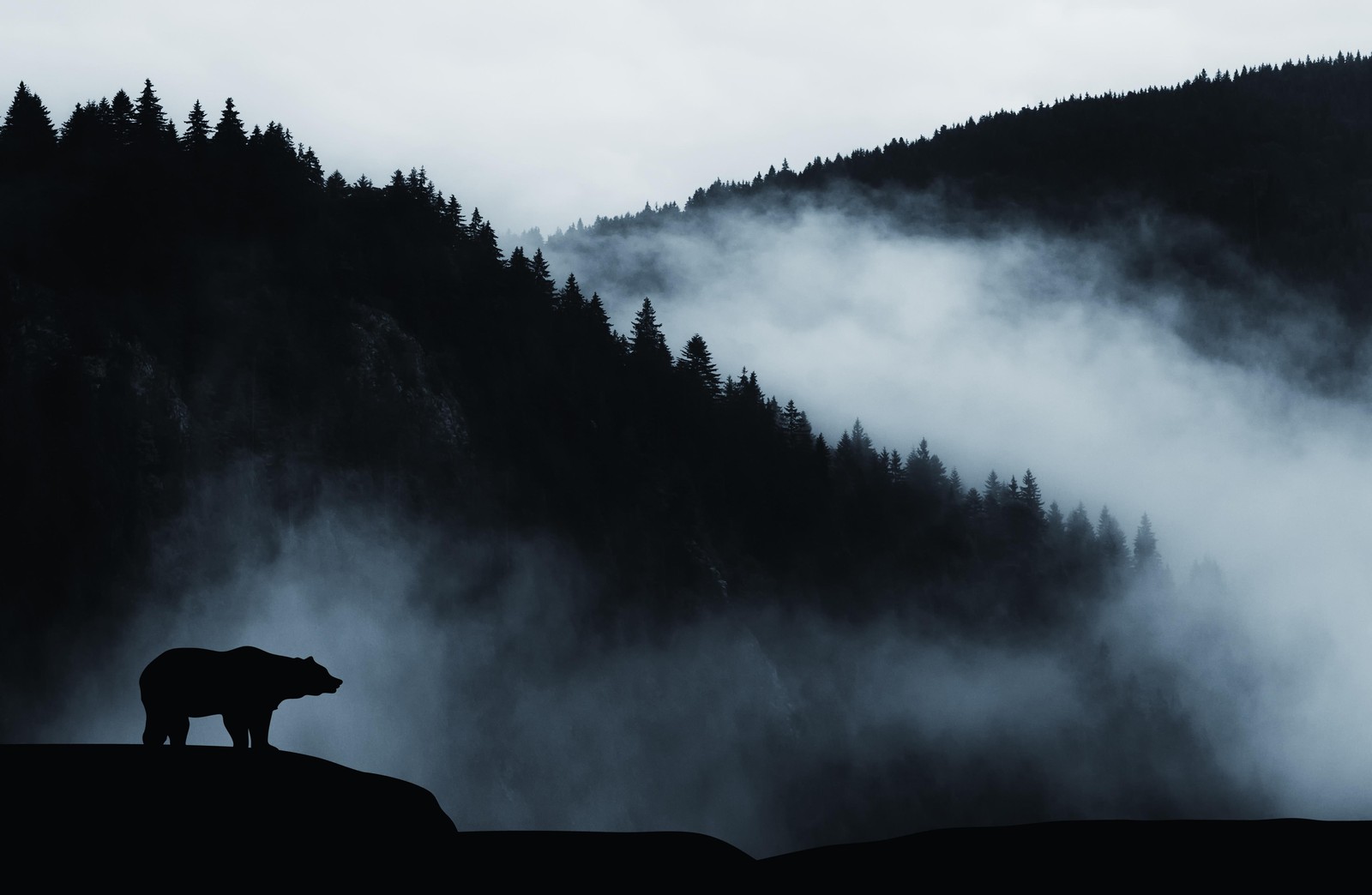 Misty Forest Bear Silhouette Wall Art