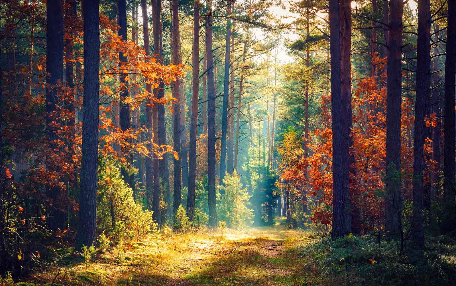 Enchanting Autumn Forest Path Wall Art