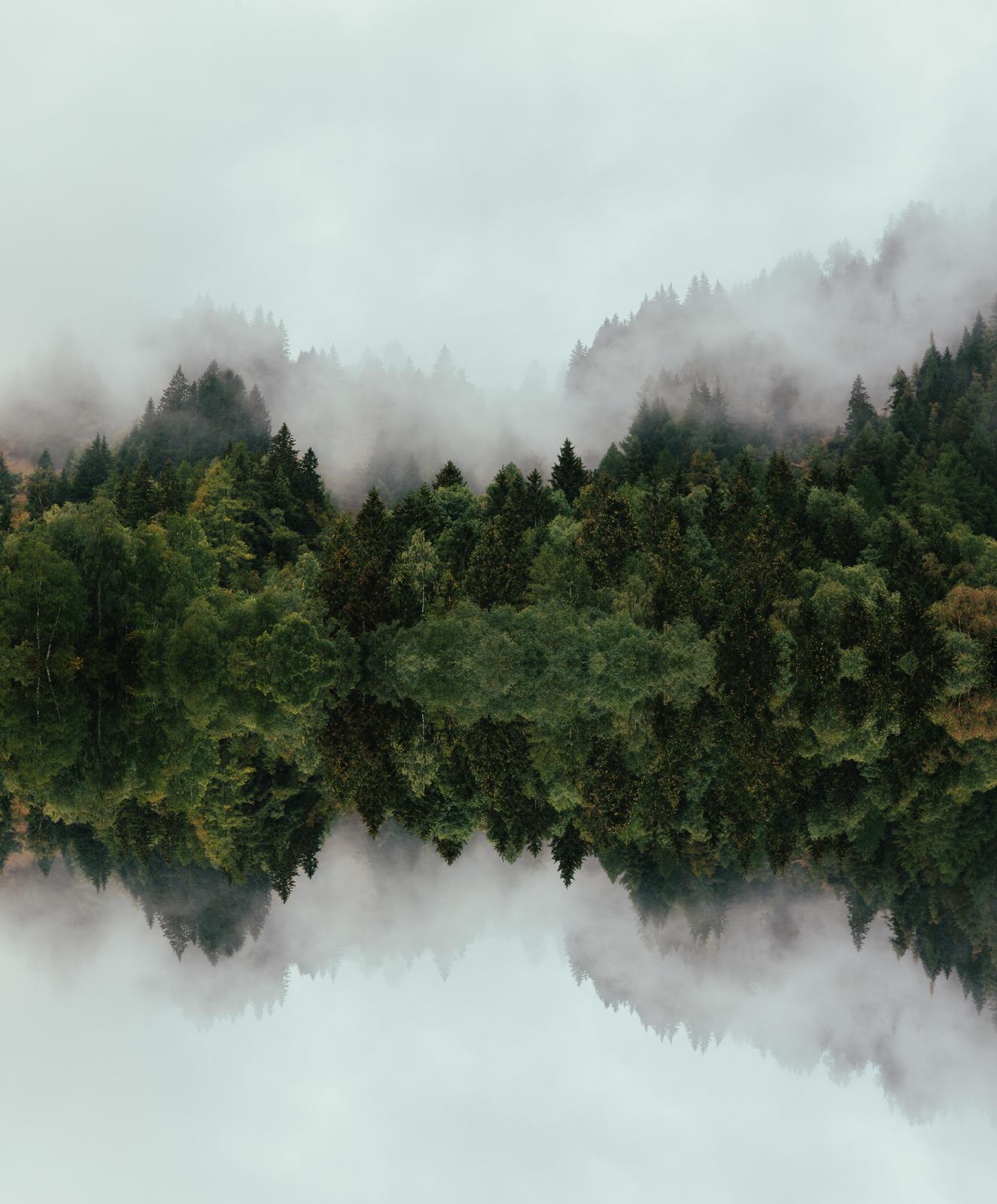 Misty Forest Reflection Wall Art