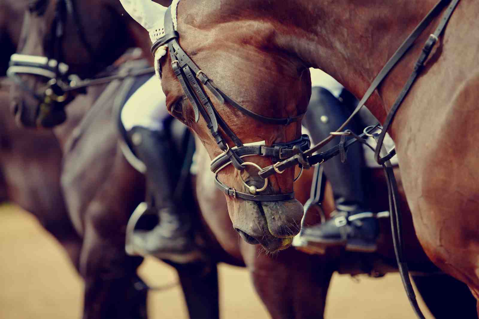 Equestrian Elegance Horse Riding Wall Art