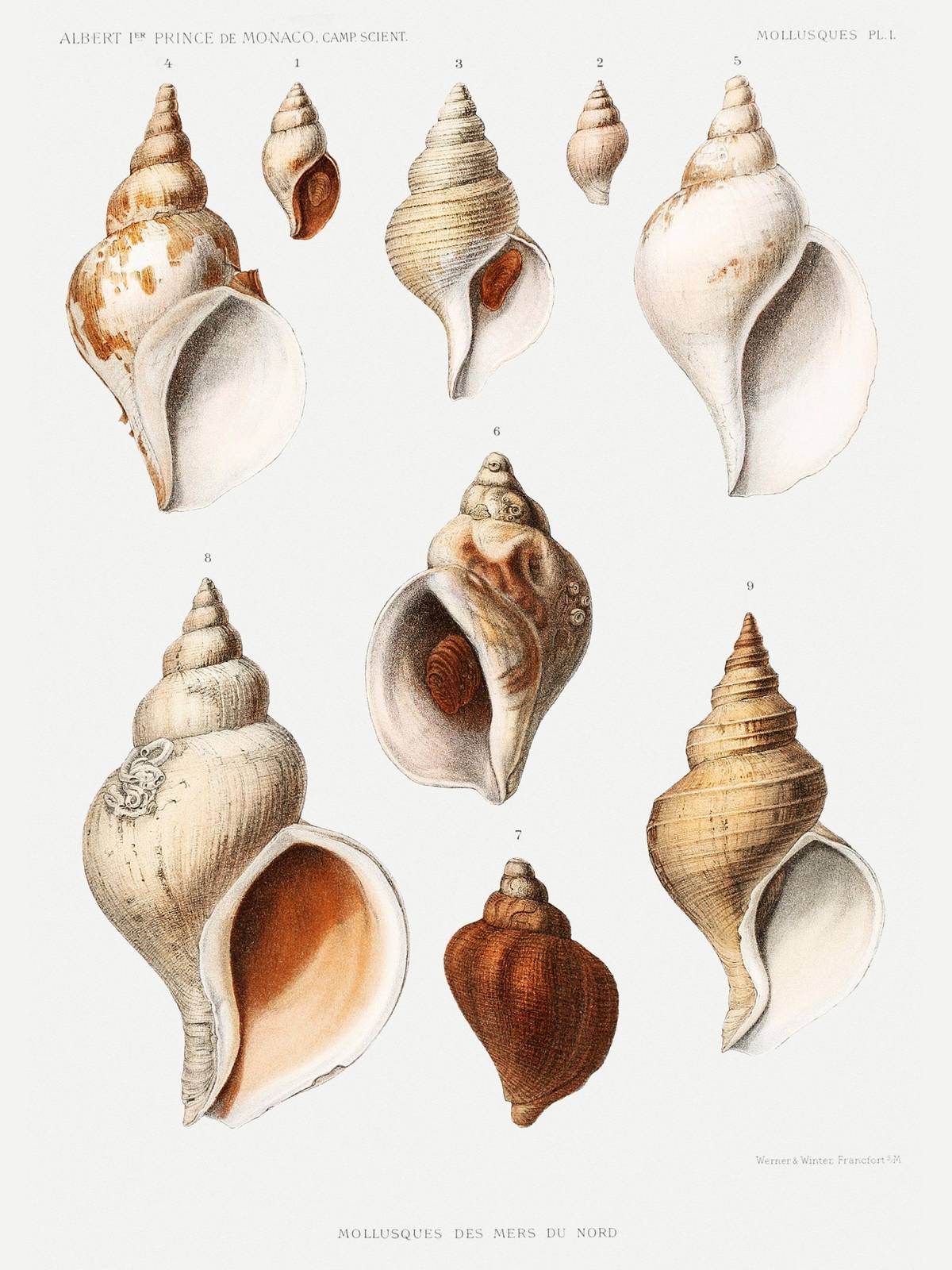 Vintage Seashell Anatomy Wall Art