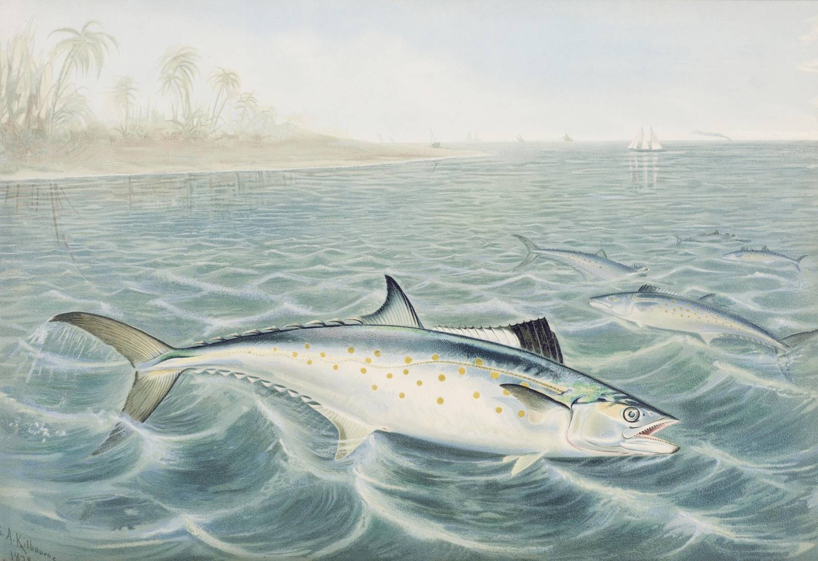 King Mackerel Coastal Scene Wall Art