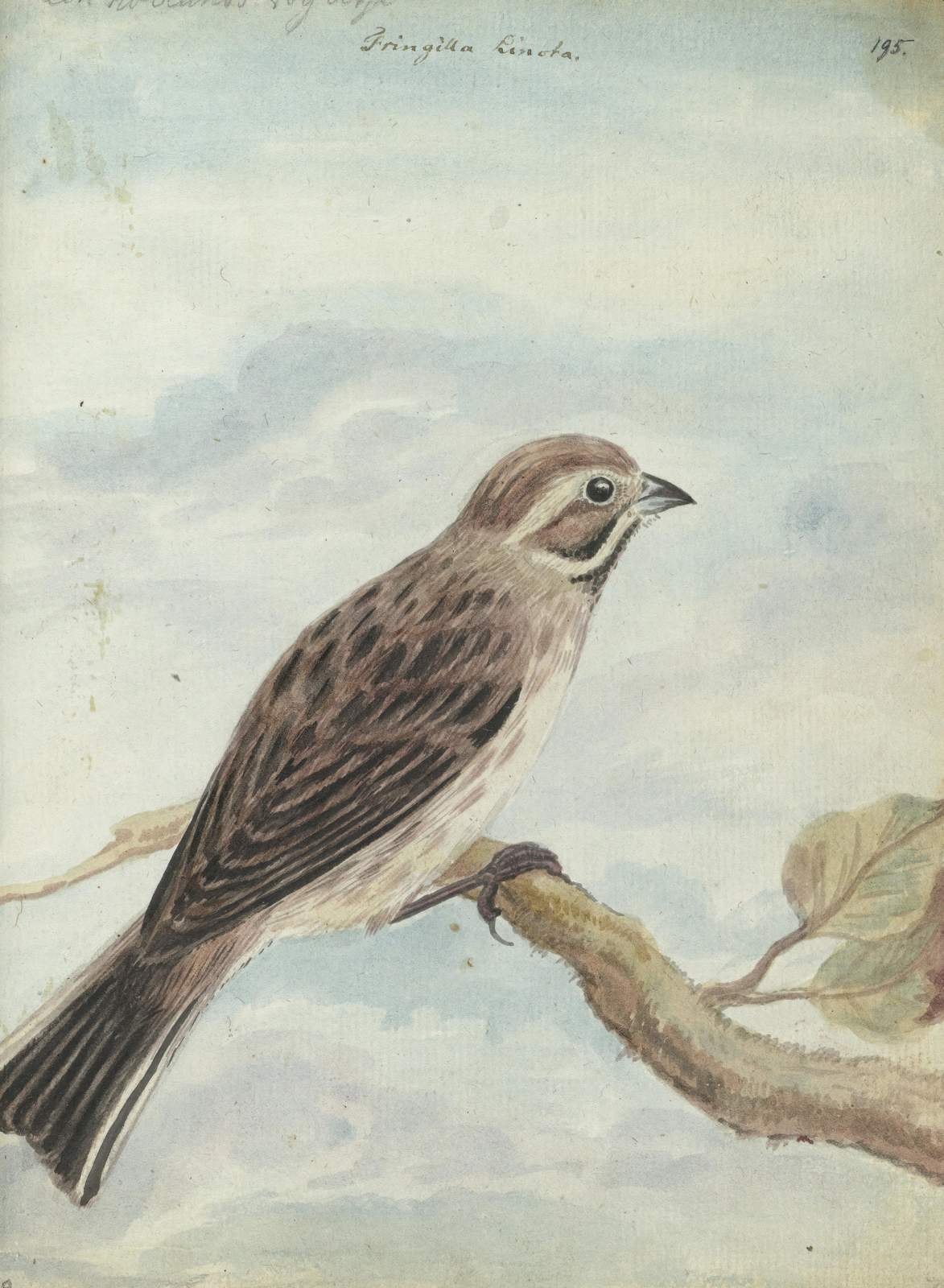 Vintage Bird Art: Rustic Finch Wall Art