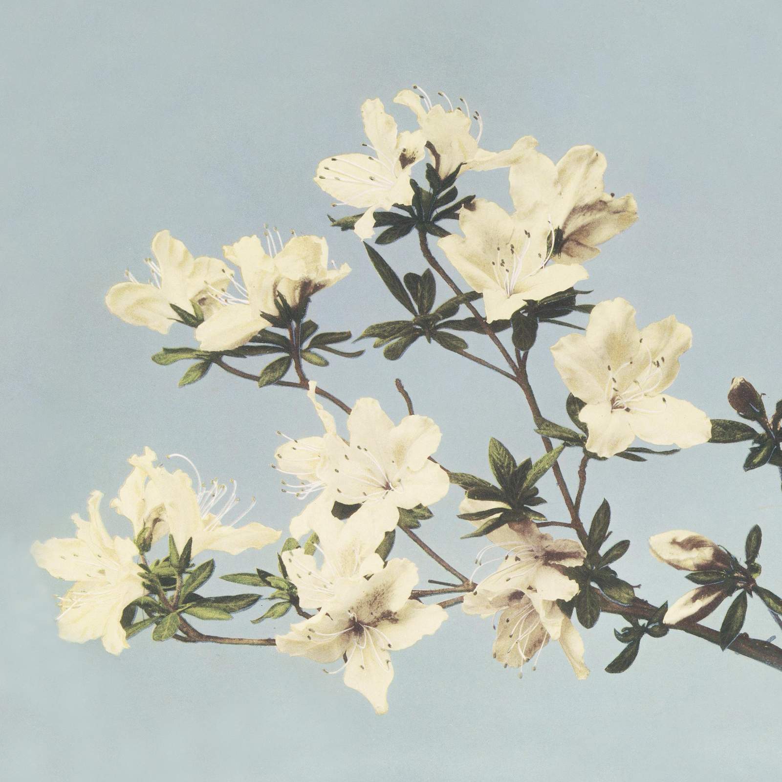 Delicate Cream Azaleas Botanical Wall Art