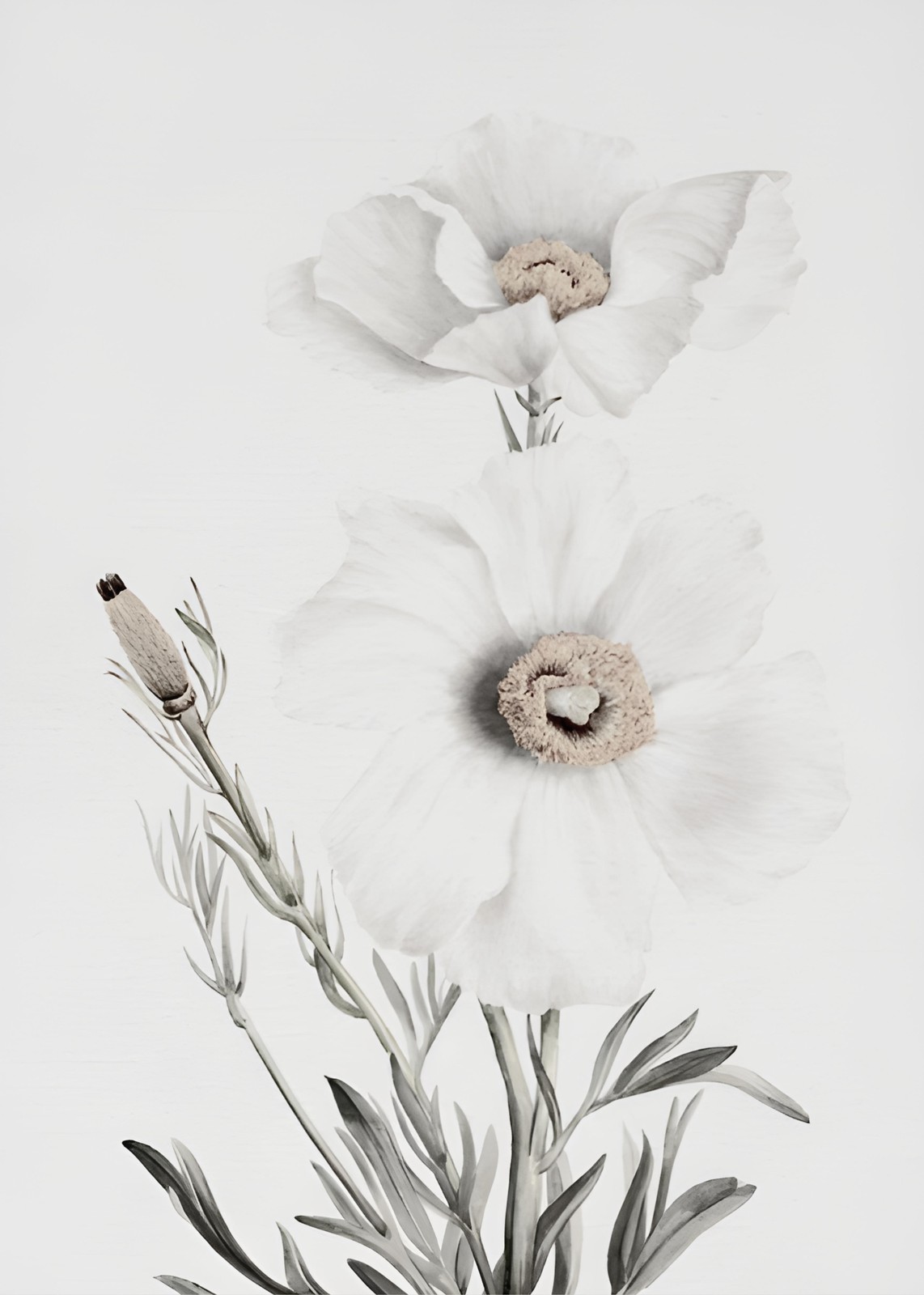 Elegant White Poppy Botanical Wall Art