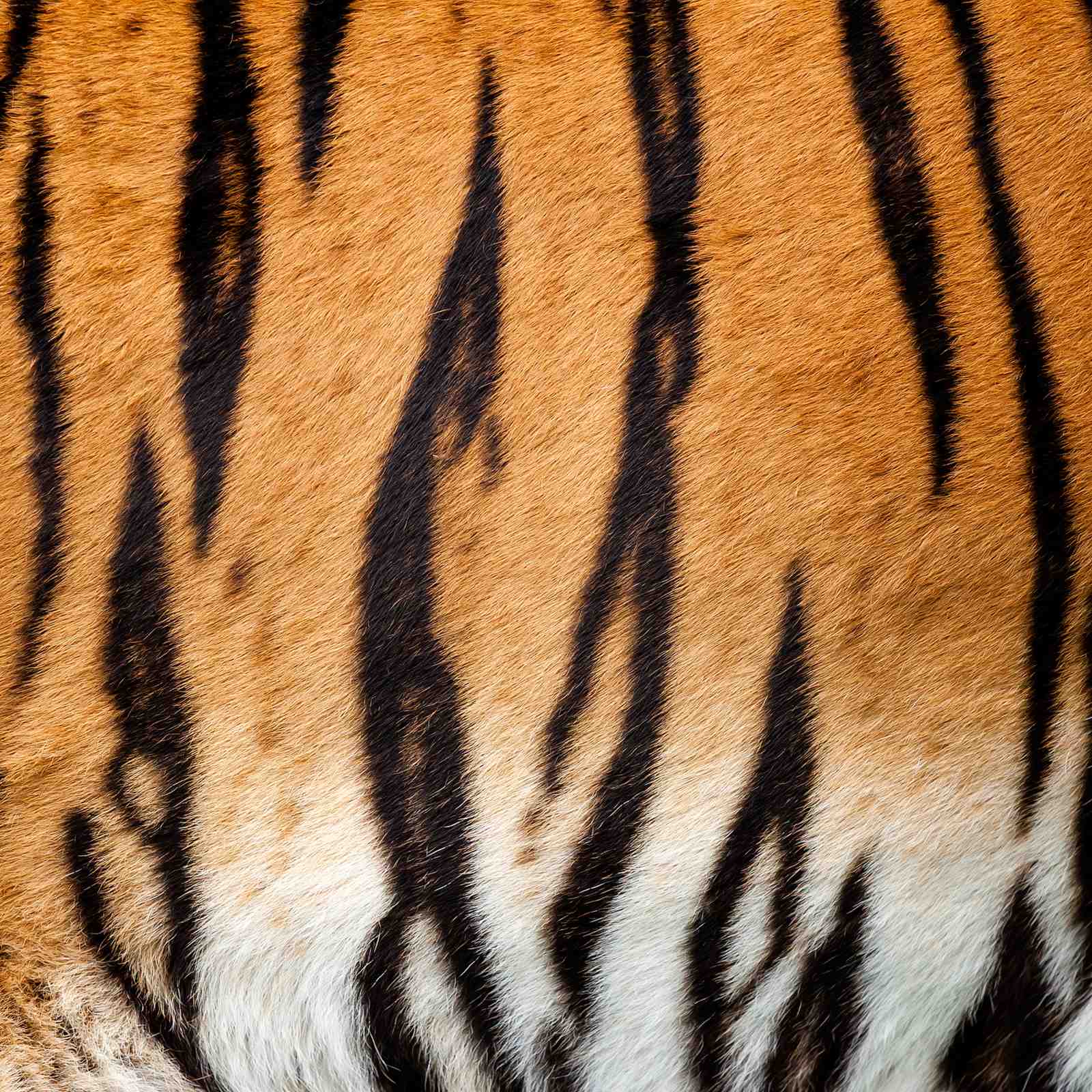 Wild Tiger Stripes Wall Art