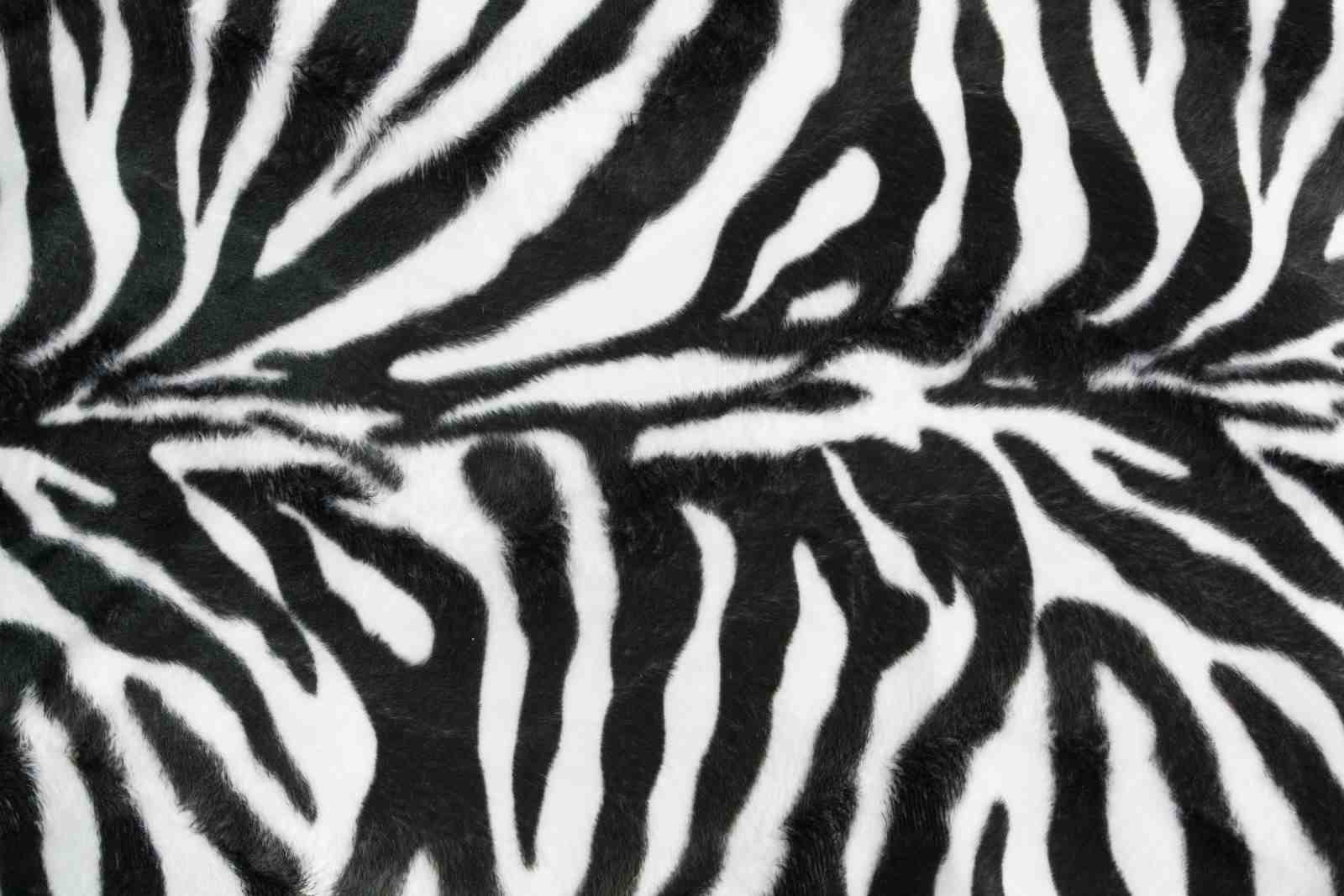 Bold Zebra Stripes Animal Print Wall Art