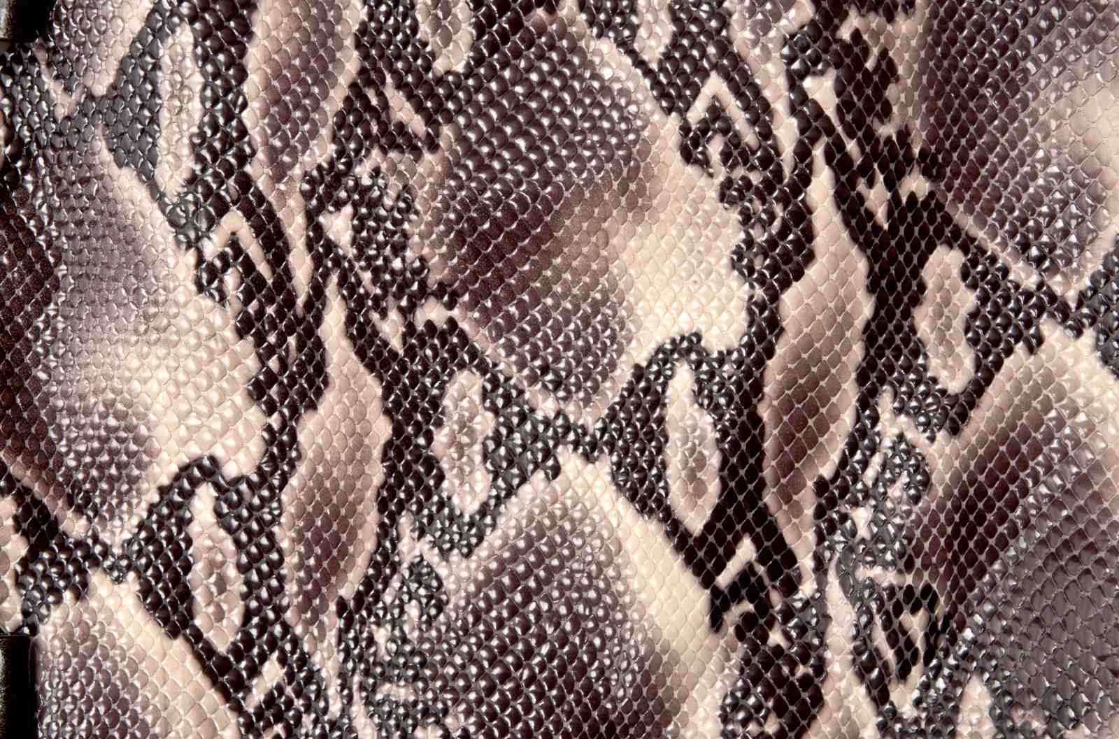 Exotic Snake Print Wall Art Wall Art