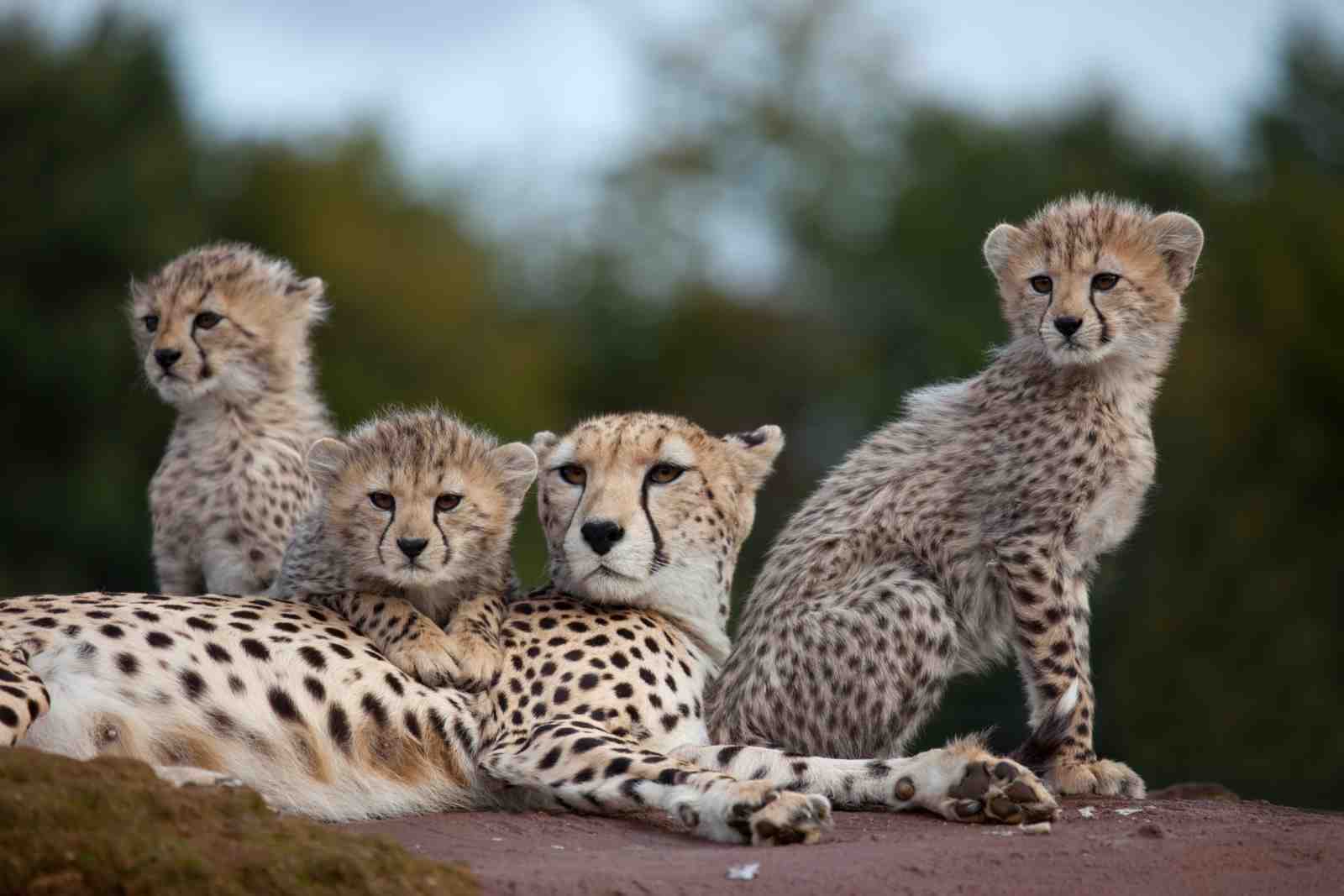 Majestic Cheetah Family Wall Art - Wild Animal Art