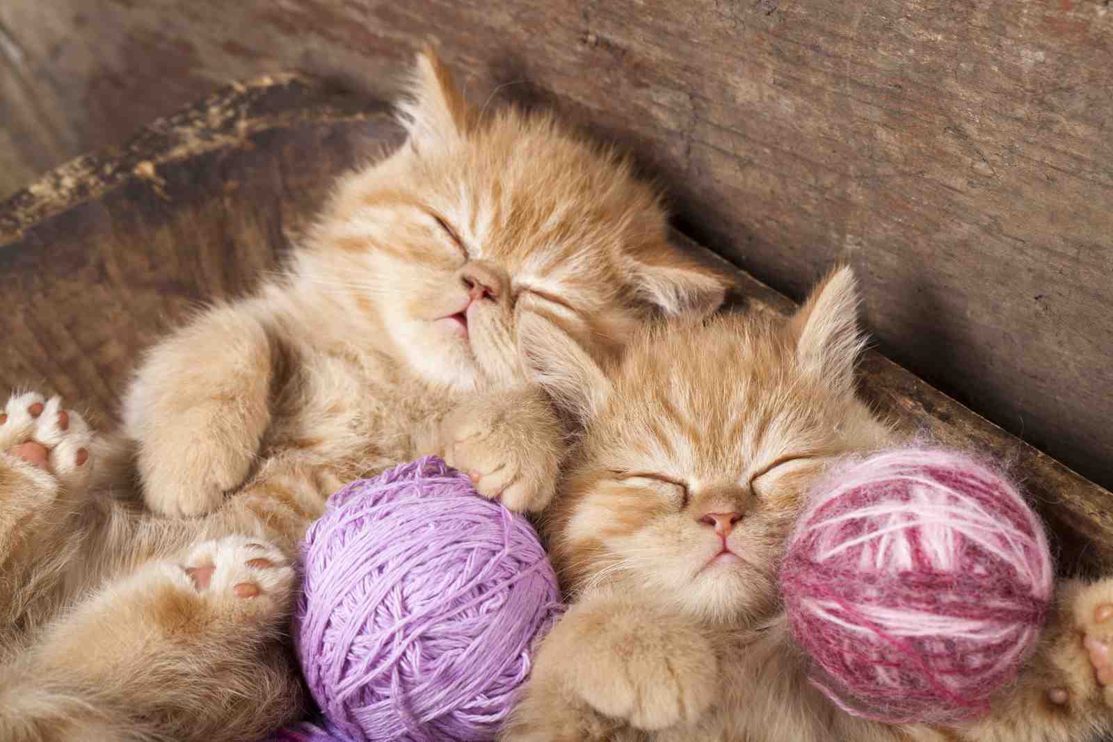 Adorable Sleeping Kittens with Yarn Wall Art