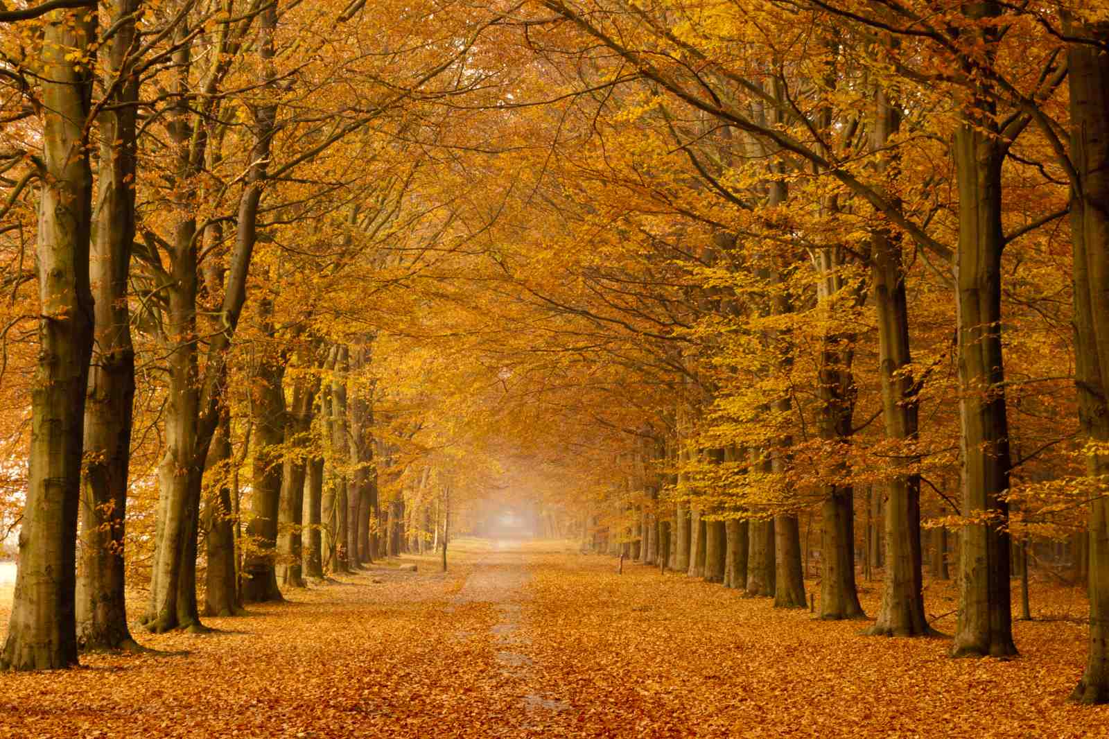 Autumn Forest Path Wall Art | Nature Wall Art