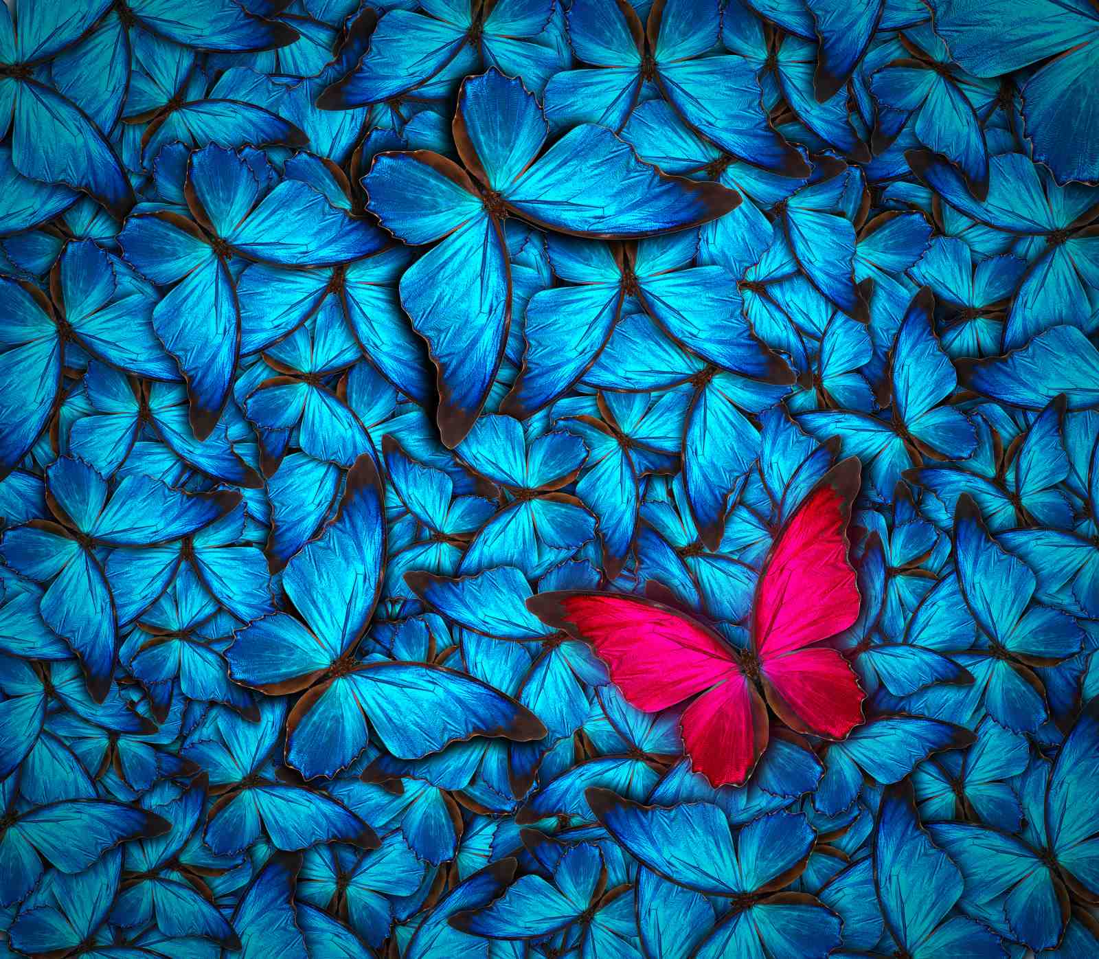 Vibrant Pink Butterfly on Blue Morpho Wall Art