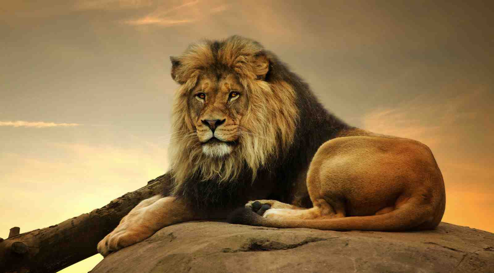 Majestic Lion on Rock Wall Art