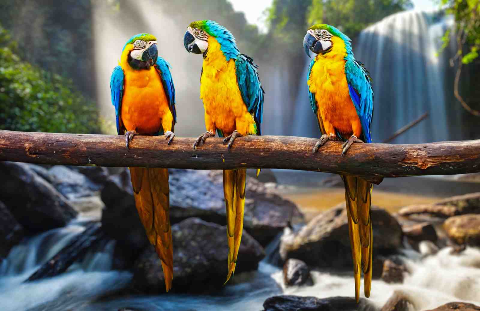 Vibrant Macaw Trio Waterfall Wall Art
