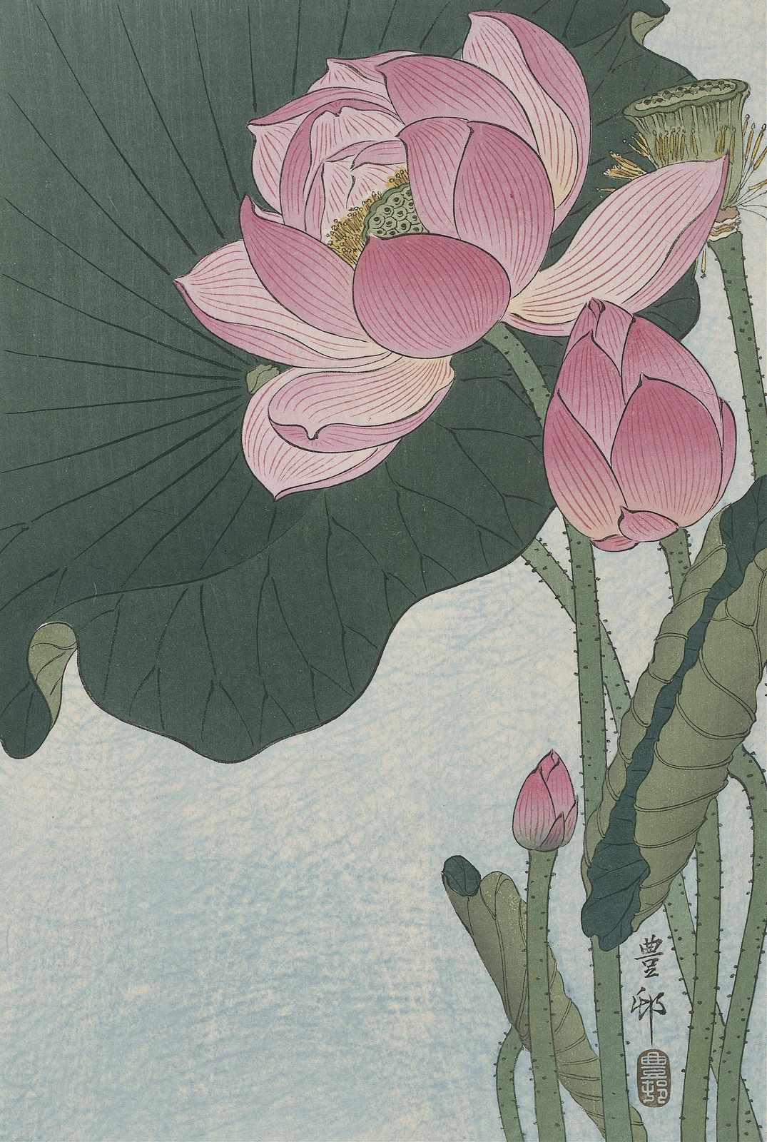 Serene Pink Lotus Water Lily Wall Art