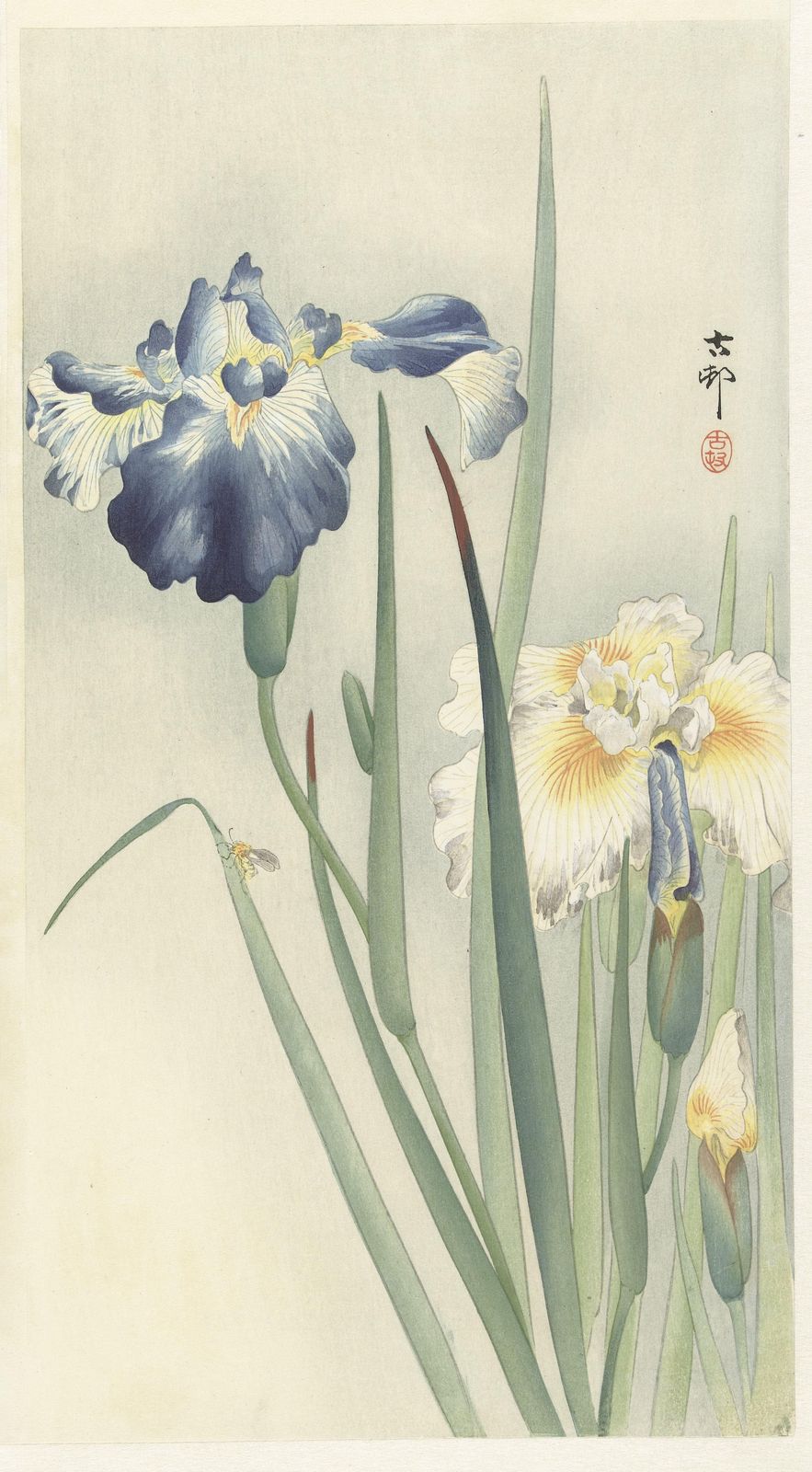 Elegant Iris Bloom Japanese Art Wall Art