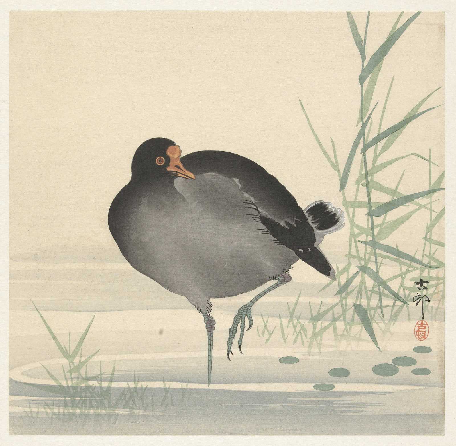 Serene Moorhen Bird Nature Art Wall Art