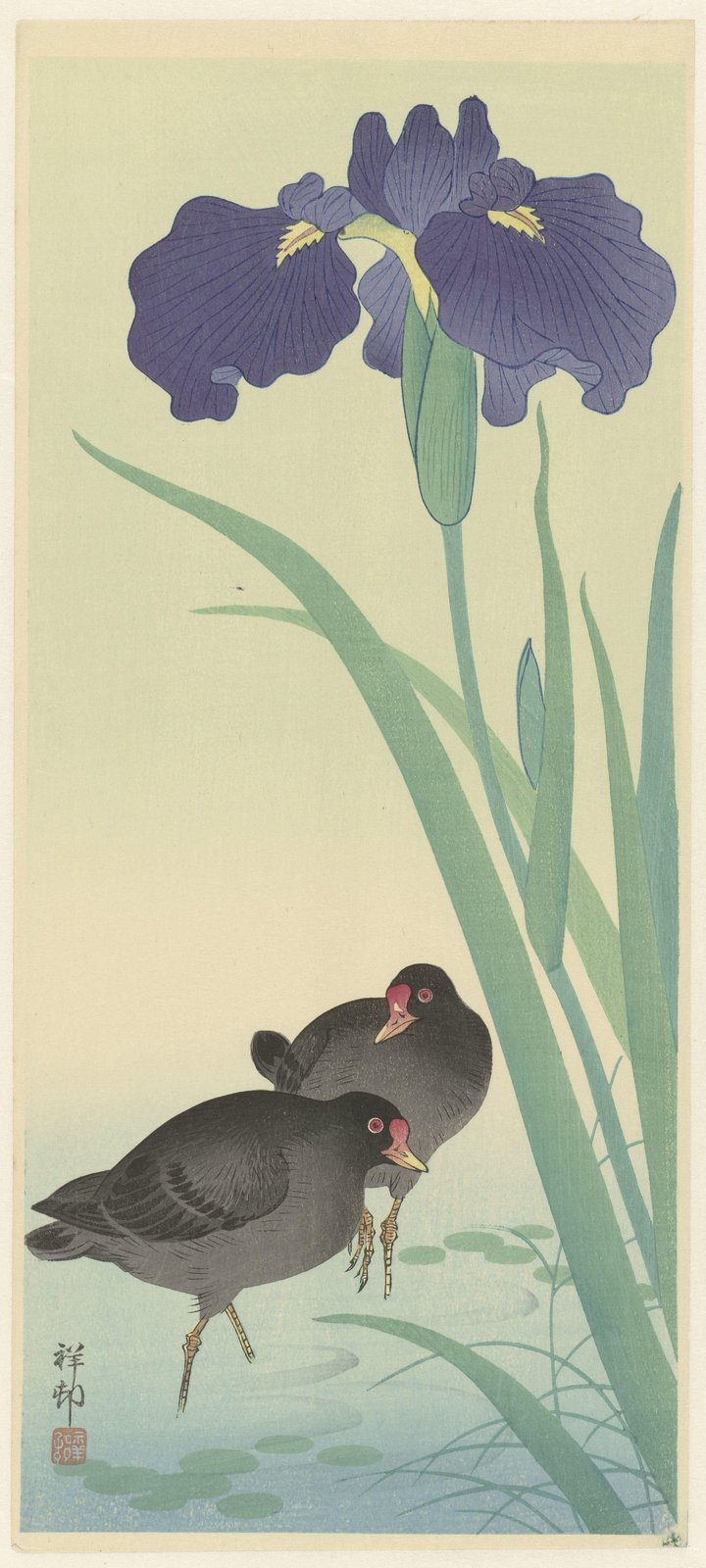 Japanese Iris & Moorhens Wall Art - Nature Art