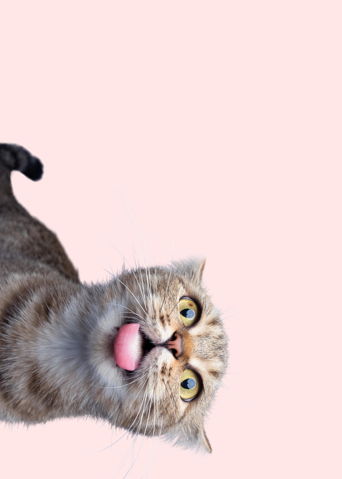 Playful Cat Tongue Out Wall Art