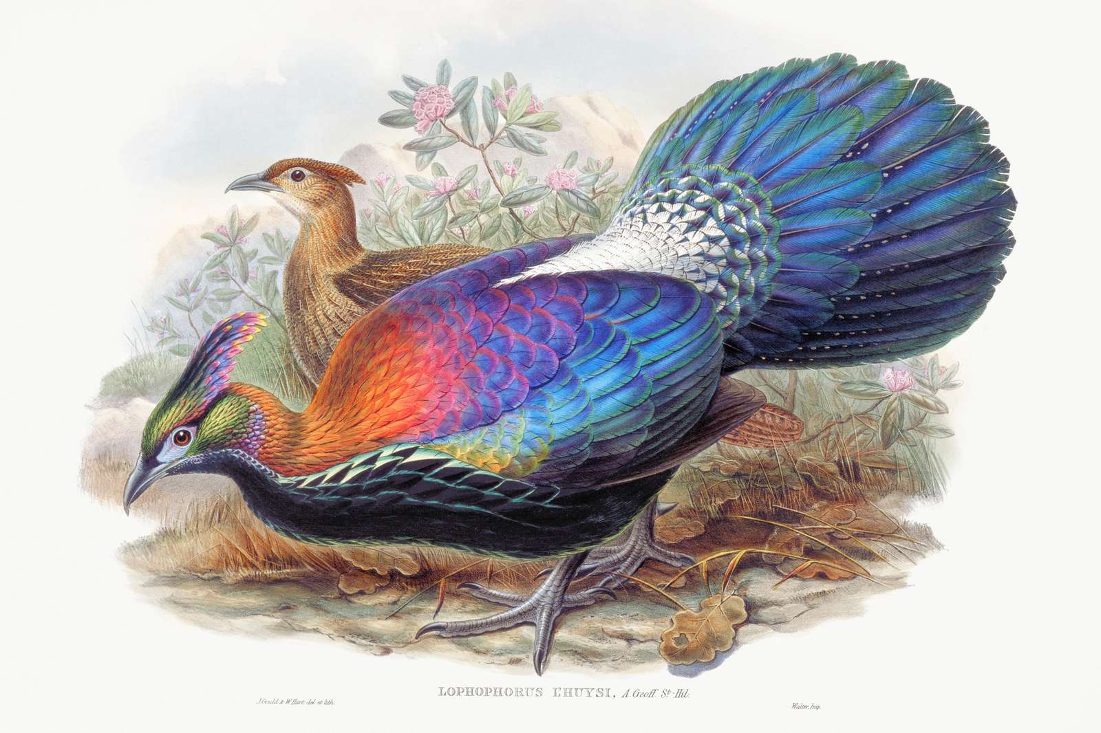 Vibrant Pheasant & Companion Wall Art