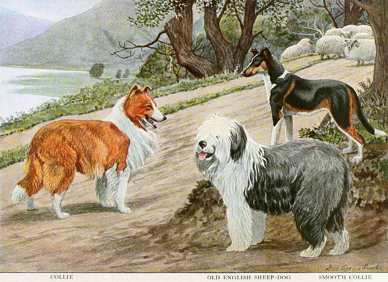 Vintage Dog Breeds Landscape Wall Art