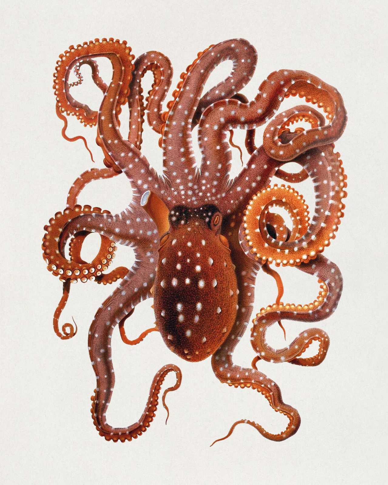Vintage Octopus Nature Wall Art Wall Art