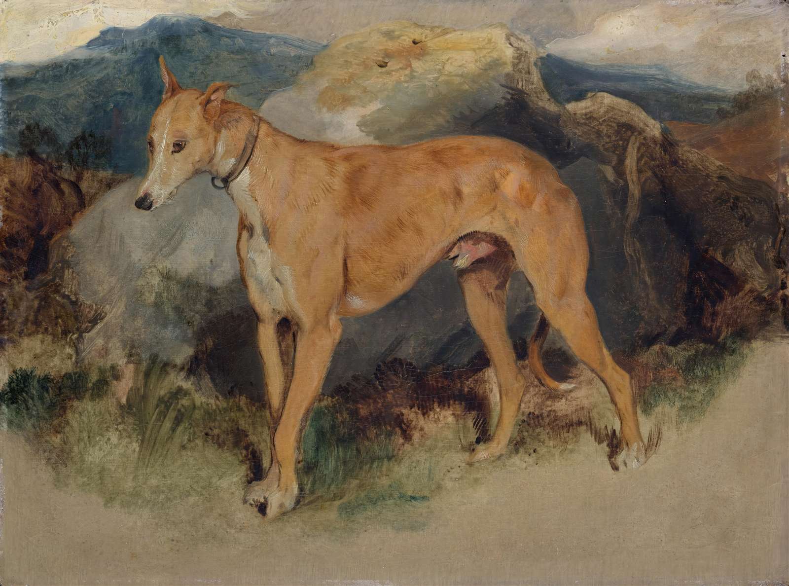 Elegant Greyhound Portrait Wall Art