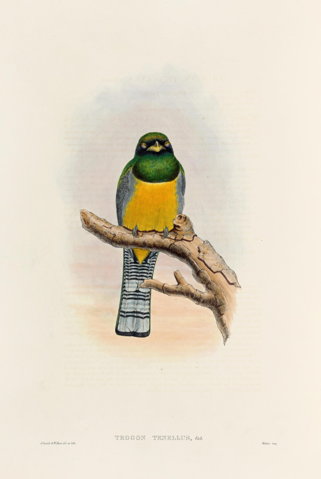Vibrant Trogon Bird Art | Tropical Nature Wall Art