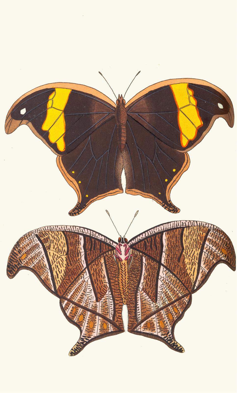 Vintage Butterfly Art Duo Wall Art