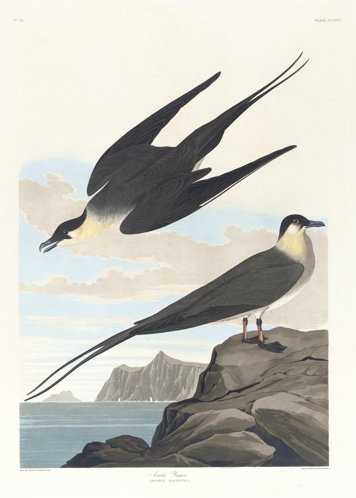 Arctic Jaeger Bird Art Wall Art