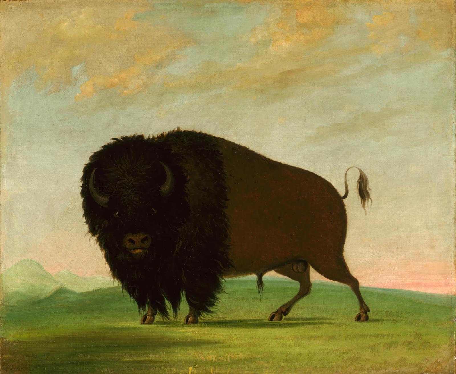 Majestic Bison Standing Strong Wall Art