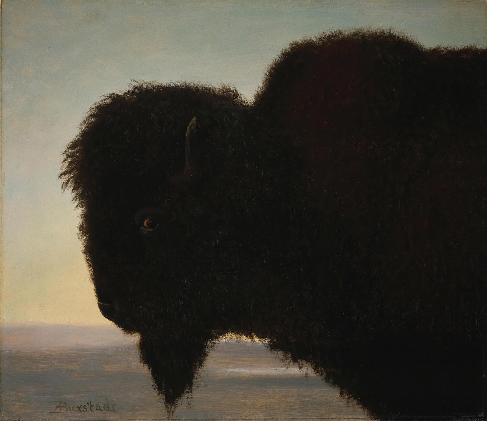 Majestic Bison Wildlife Nature Wall Art