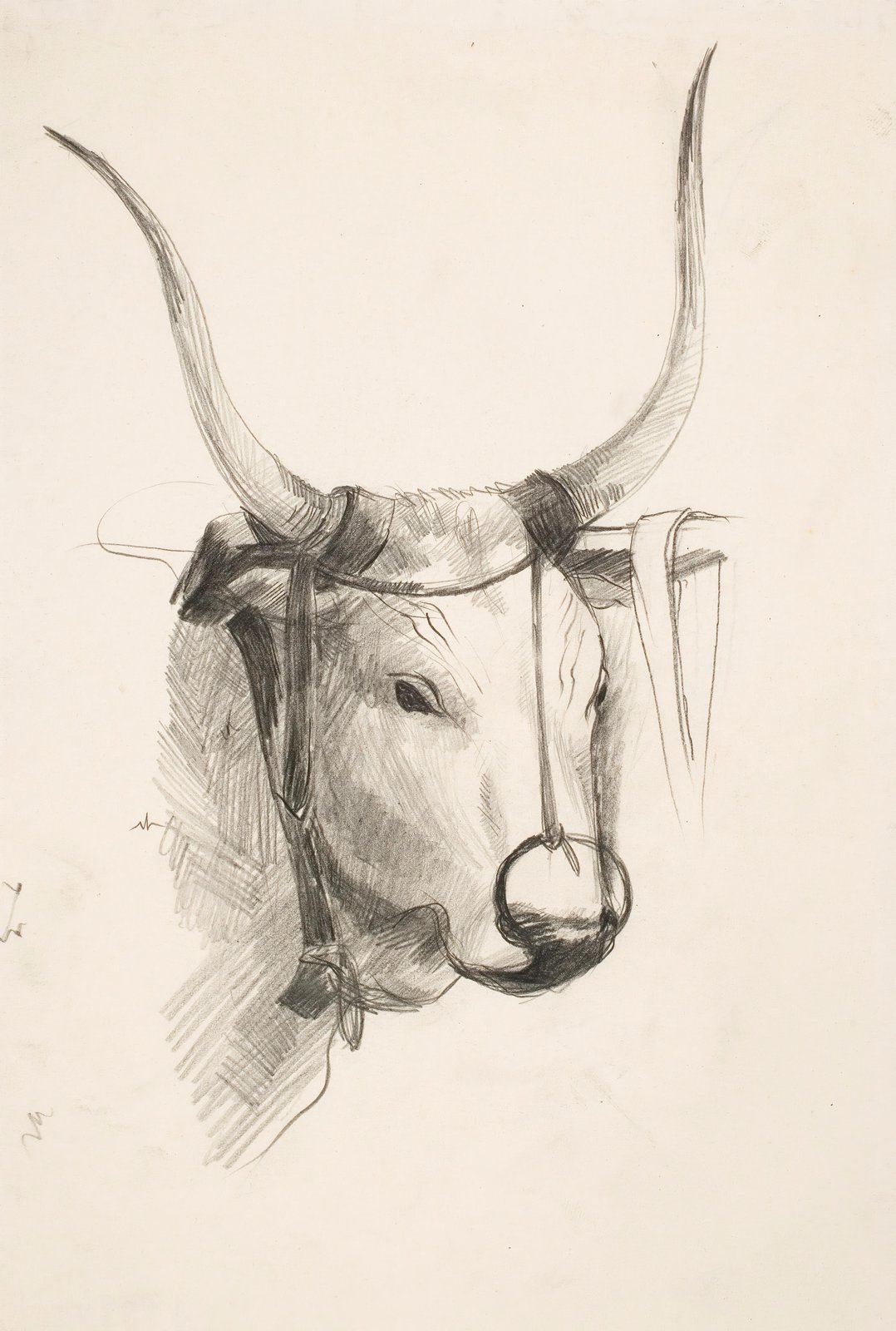 Elegant Ox Portrait Sketch Wall Art