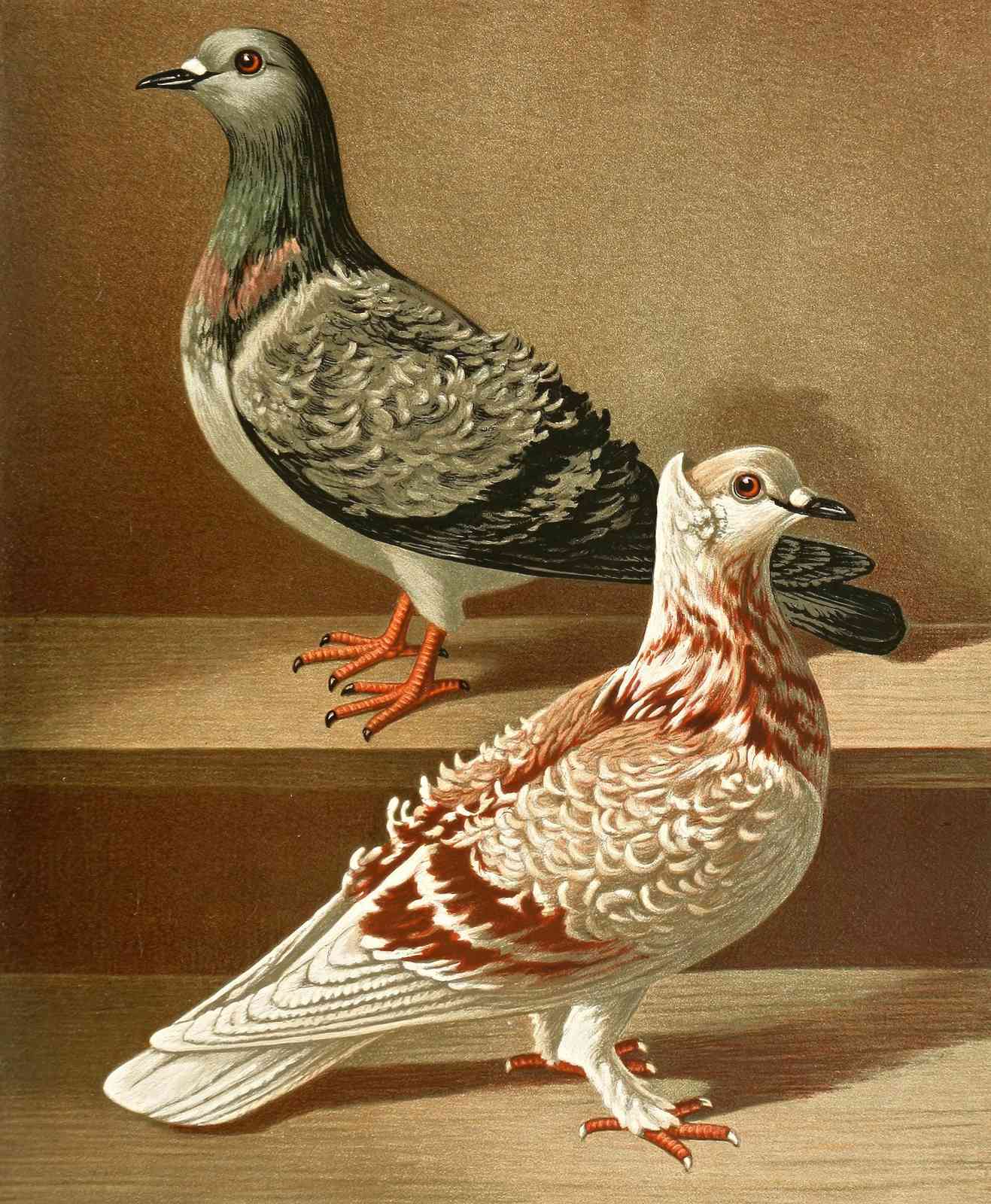 Vintage Pigeon Pair Wall Art Wall Art