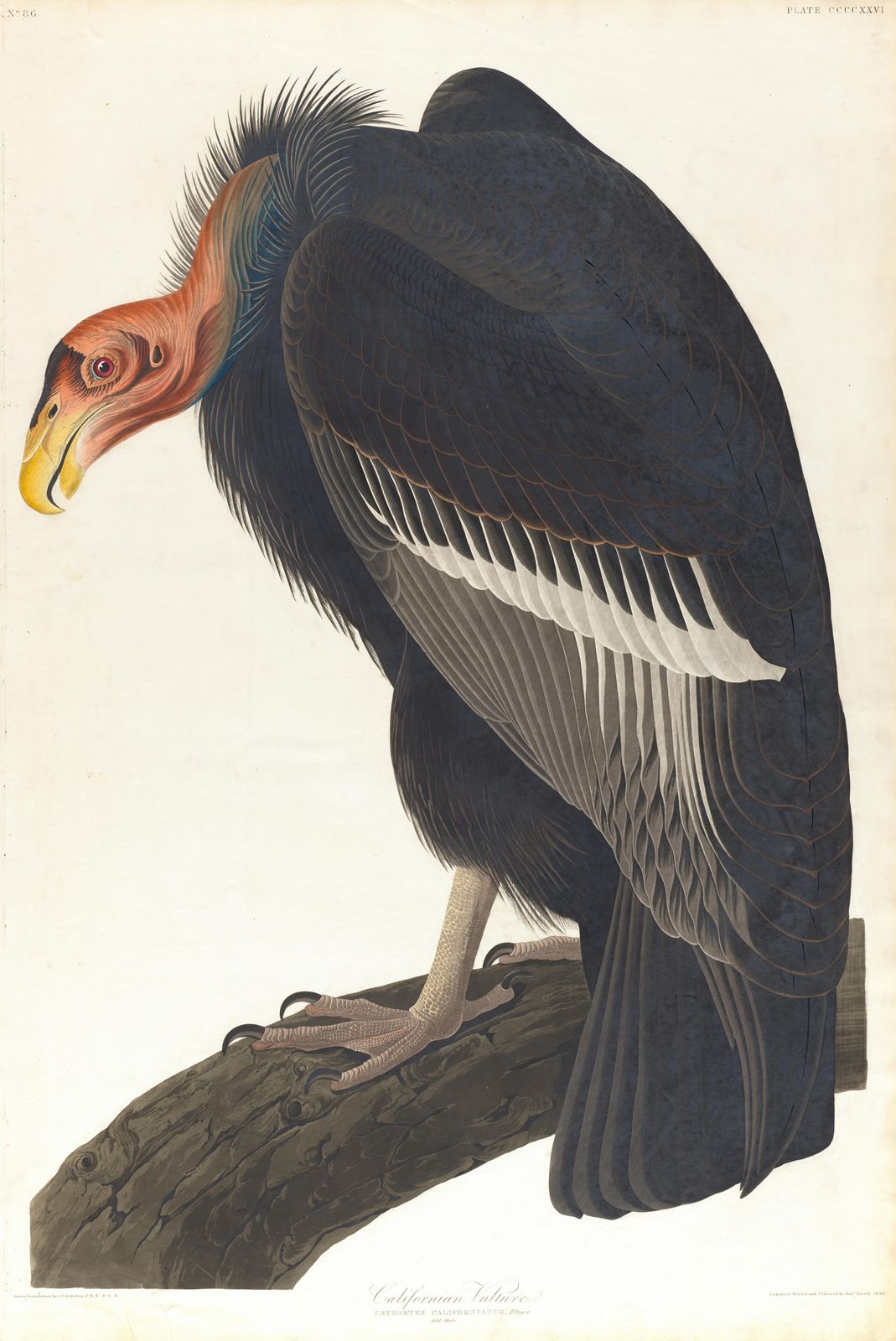Majestic Californian Vulture Vintage Bird Wall Art