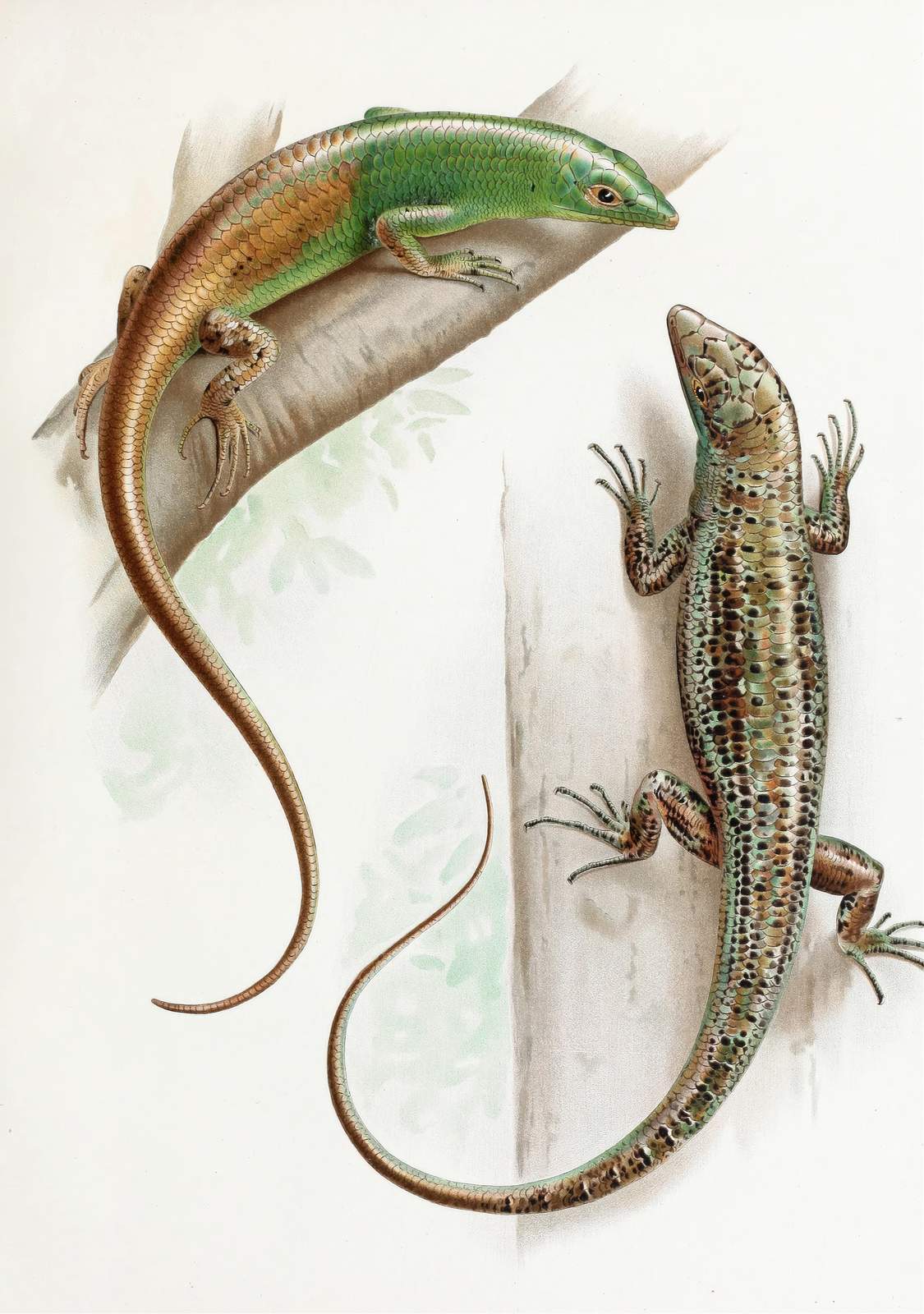 Vibrant Lizard Art: Vintage Natural History Wall Art