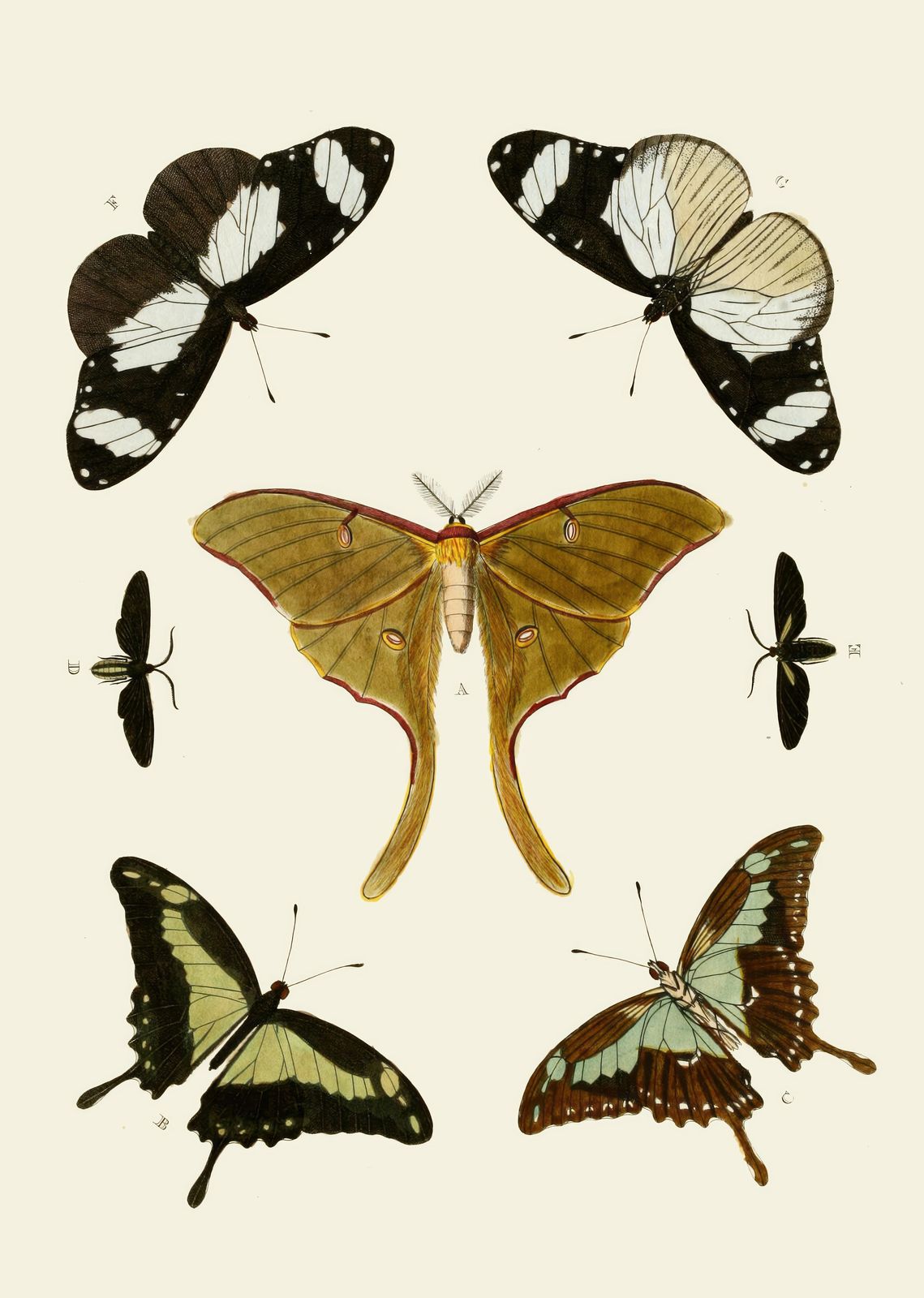 Vintage Butterfly & Moth Collage Wall Art