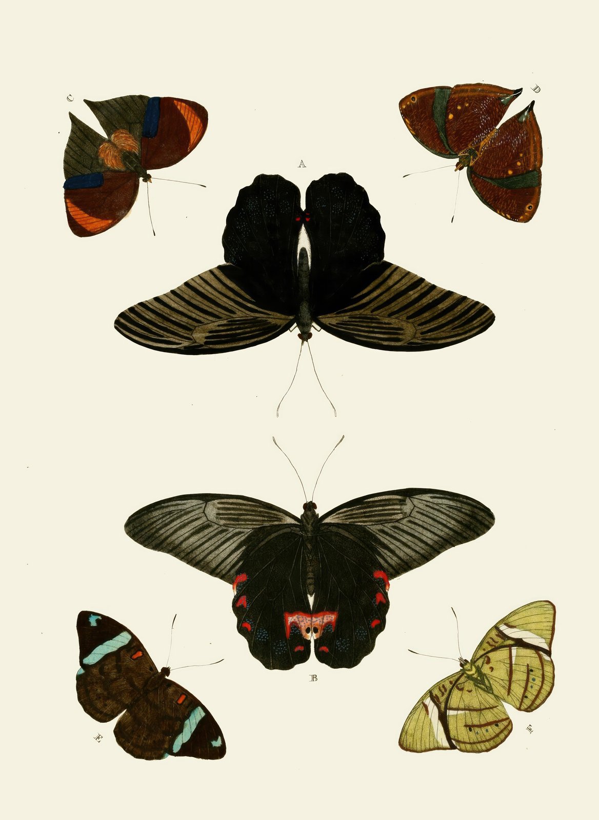 Exotic Butterfly Collection Vintage Art Wall Art